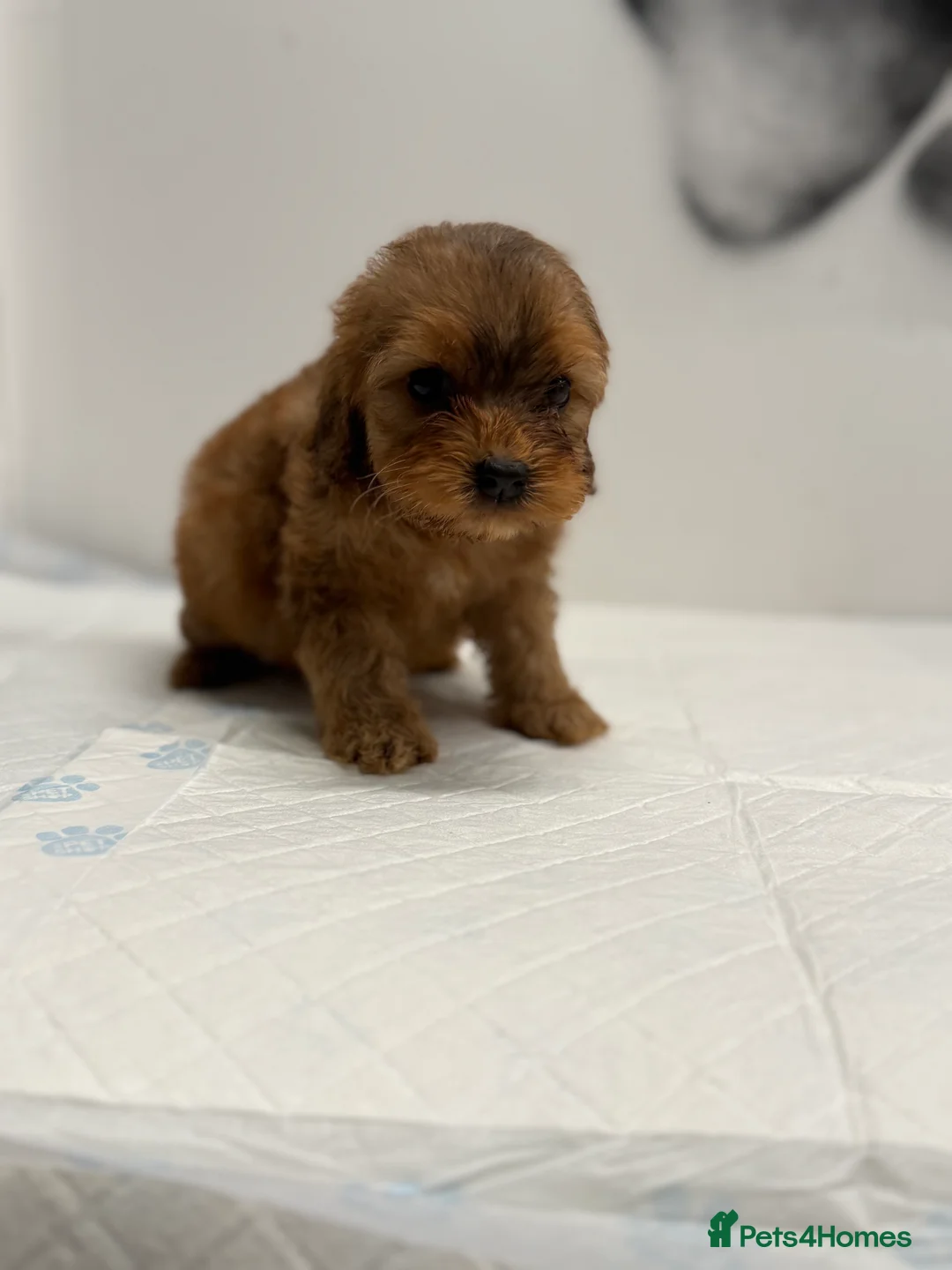 Cockapoo dogs for sale: 8 F1 Cockapoos available  - Advert 4