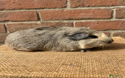 Guinea Pig rodents for sale: Two beautiful boys! - Image 4