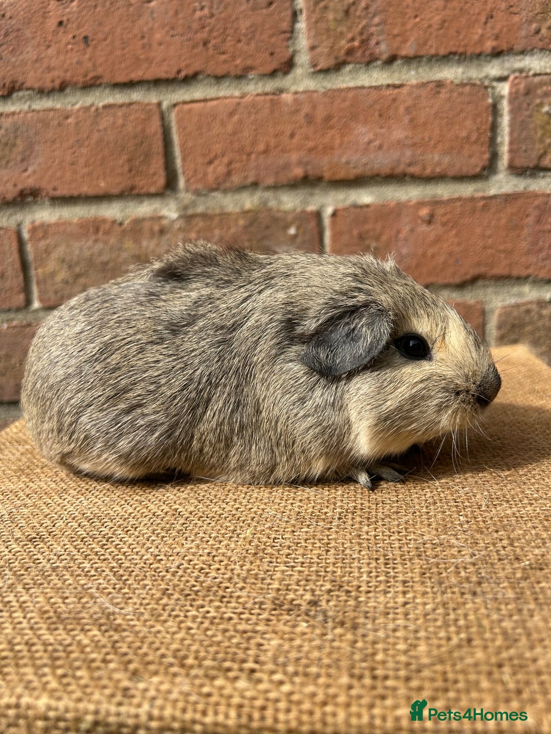 Guinea Pig rodents for sale: Two beautiful boys! - Image 4