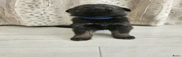 German Shepherd dogs for sale: Outstanding Pedigree German Shepherd Puppies - Advert 7