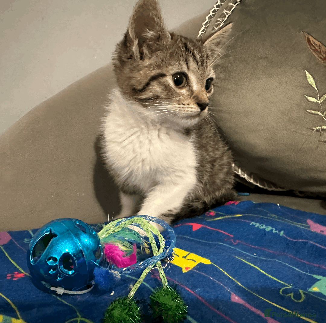 Mixed Breed cats for sale: Half Siberian Kittens, One boy left - Advert 7