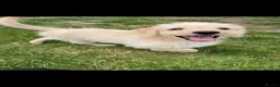 Labradoodle dogs for sale: 4 month old Labradoodle puppy - Advert 8