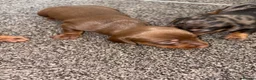 Dachshund dogs for sale: 4 beautiful boy pups looking for forever homes  - Advert 5