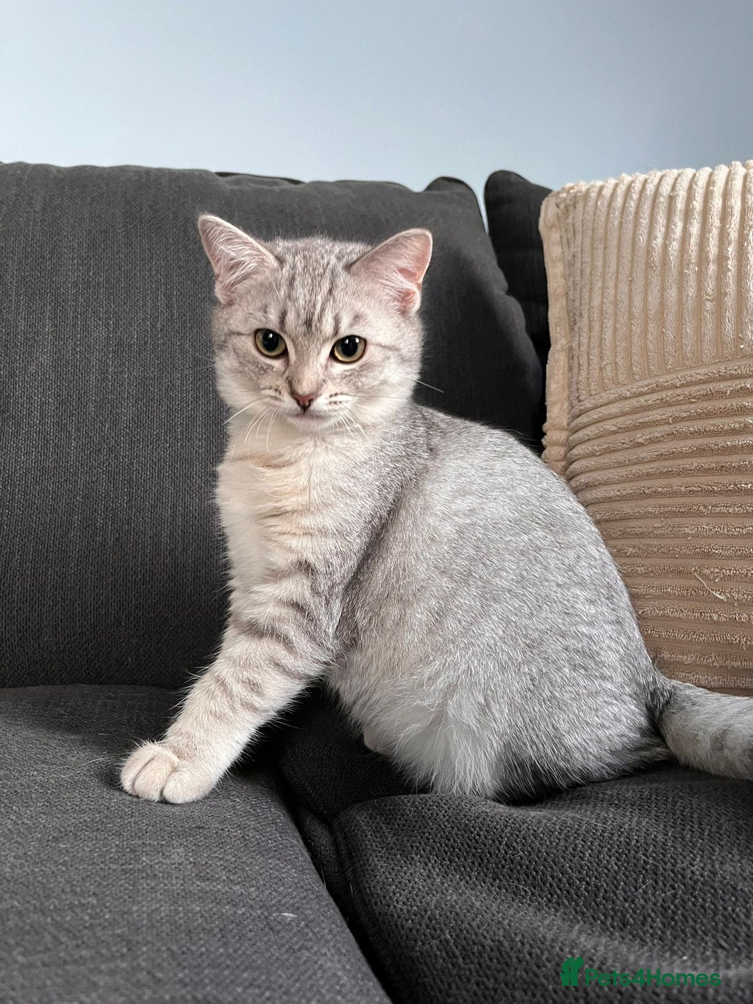 British Shorthair cats for sale: Beautiful British Shorthair Kittens... - Image 25