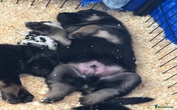Mixed Breed dogs for sale: Shepweiler puppies READY TO RESERVE! - Image 31
