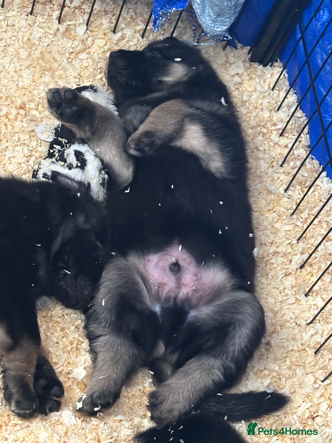 Mixed Breed dogs for sale: Shepweiler puppies READY TO RESERVE! - Image 31
