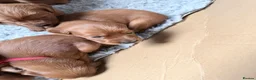 Irish Setter dogs for sale: Irish Red Setter Puppies  - Advert 14