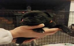 Staffordshire Bull Terrier dogs for sale: *2 left* Stunning Chunky KC Staffy Pups - Image 24