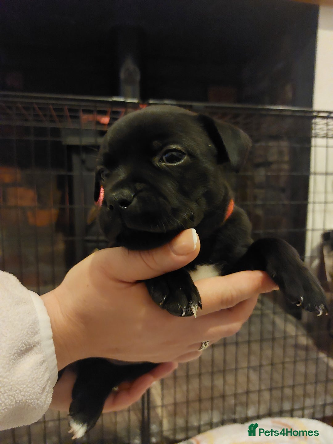 Staffordshire Bull Terrier dogs for sale: *2 left* Stunning Chunky KC Staffy Pups - Image 24