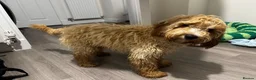 Cockapoo dogs for stud: Cockapoo Stud - Advert 8