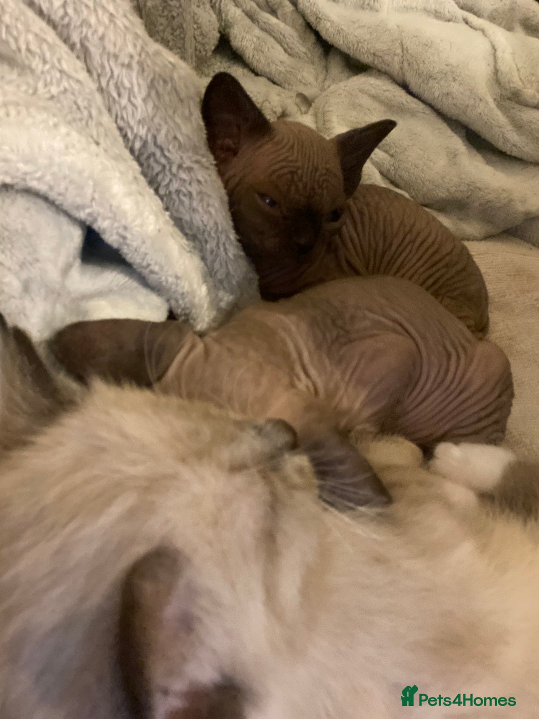 Mixed Breed cats for sale: Sphynx cross kittens  - Advert 3