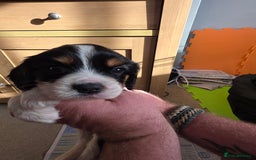 Cockalier dogs for sale: working cocker spaniel  - Image 25