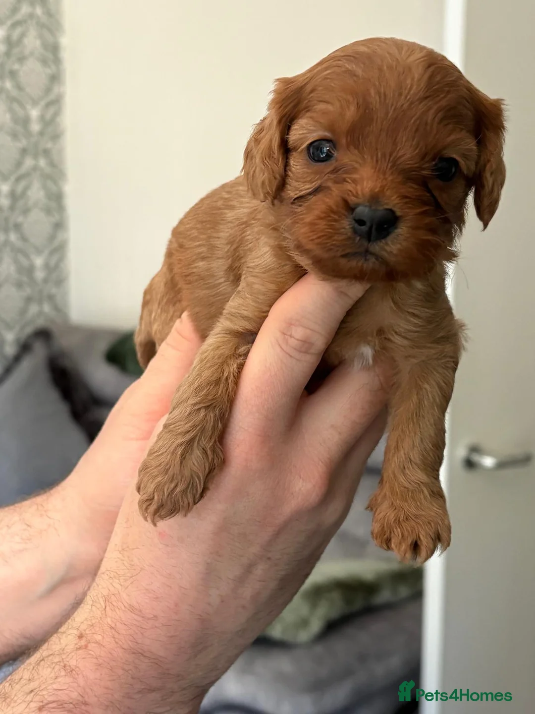 Cavapoo dogs for sale: Cavapoo puppies  - Advert 2