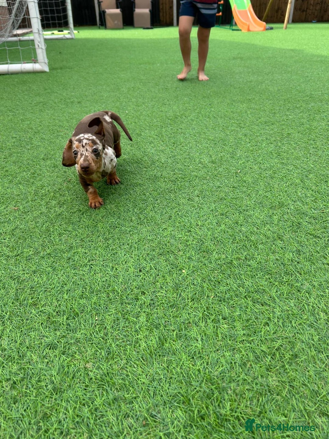 Miniature Dachshund dogs for sale: Beautiful miniature Dachshund puppies  - Image 9