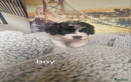 Cockapoo dogs for sale: 4 outstanding cockerpoos  - Image 15