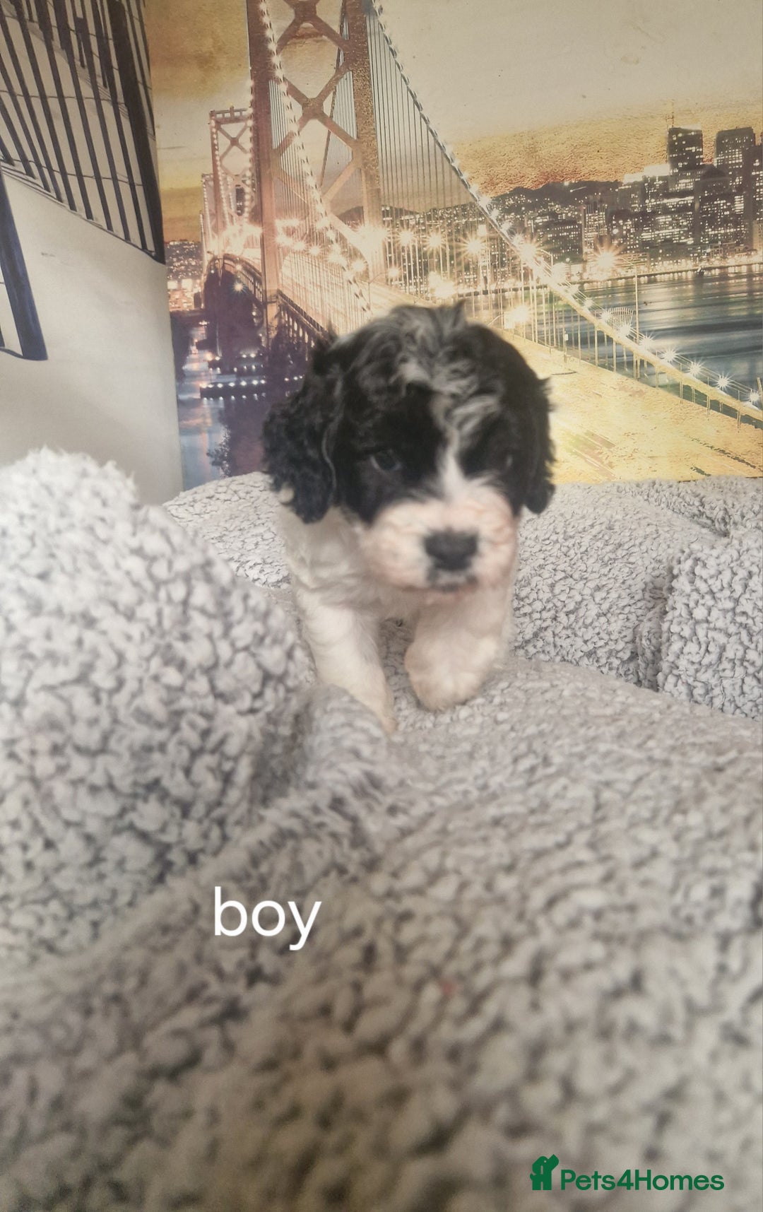 Cockapoo dogs for sale: 4 outstanding cockerpoos  - Image 15