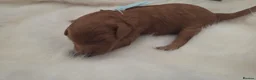 Cavapoo dogs for sale: F1B toy cavapoos - Advert 4