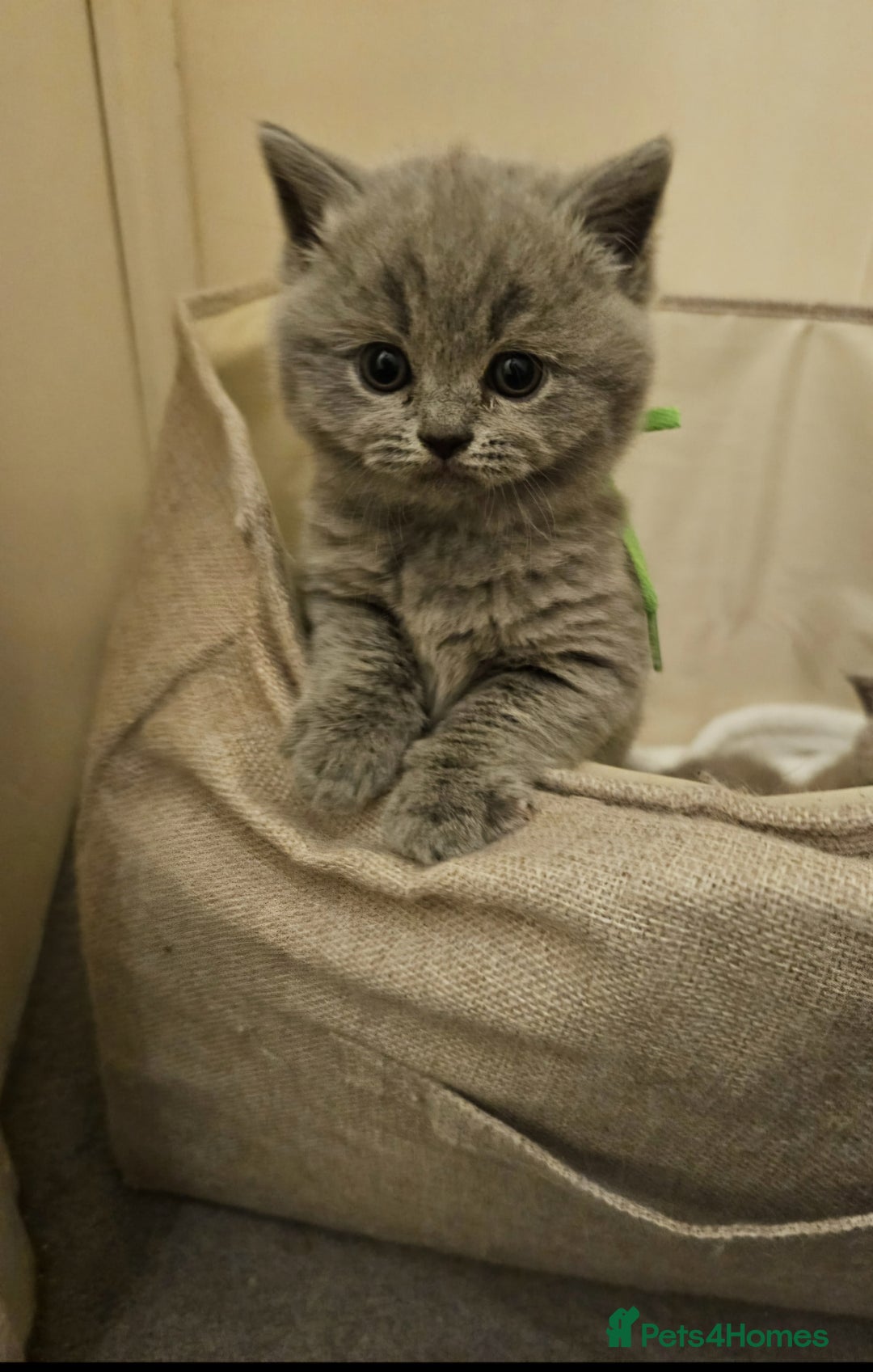 British Shorthair cats for sale: 🐾 Beautiful British Shorthair Kittens for Sale 🐾 - Advert 10