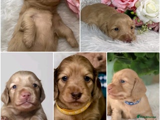 Miniature Dachshund dogs - Advert 2