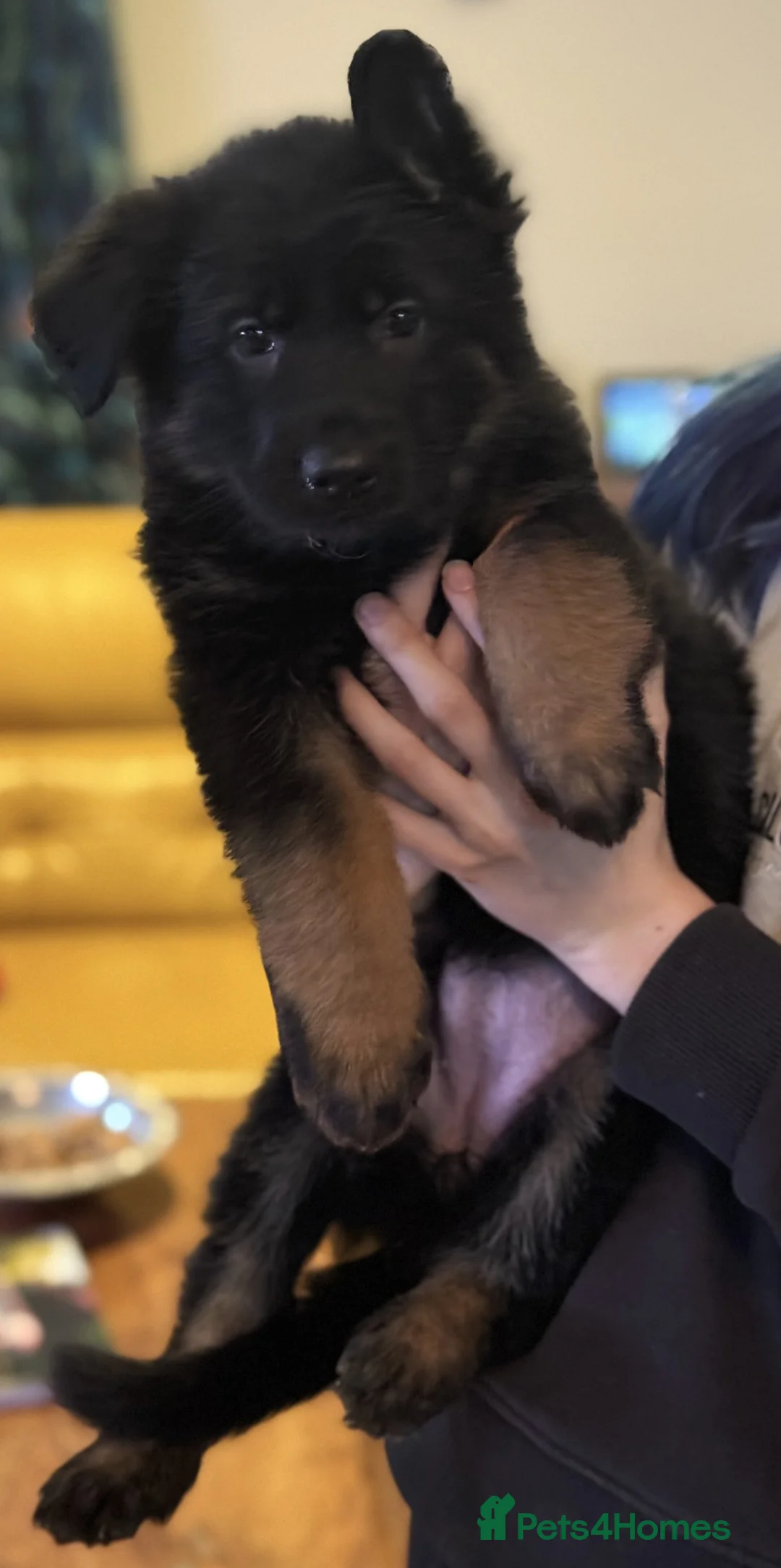 German Shepherd dogs for sale: Long coat GSD Pups With Health tested Parents - Advert 5