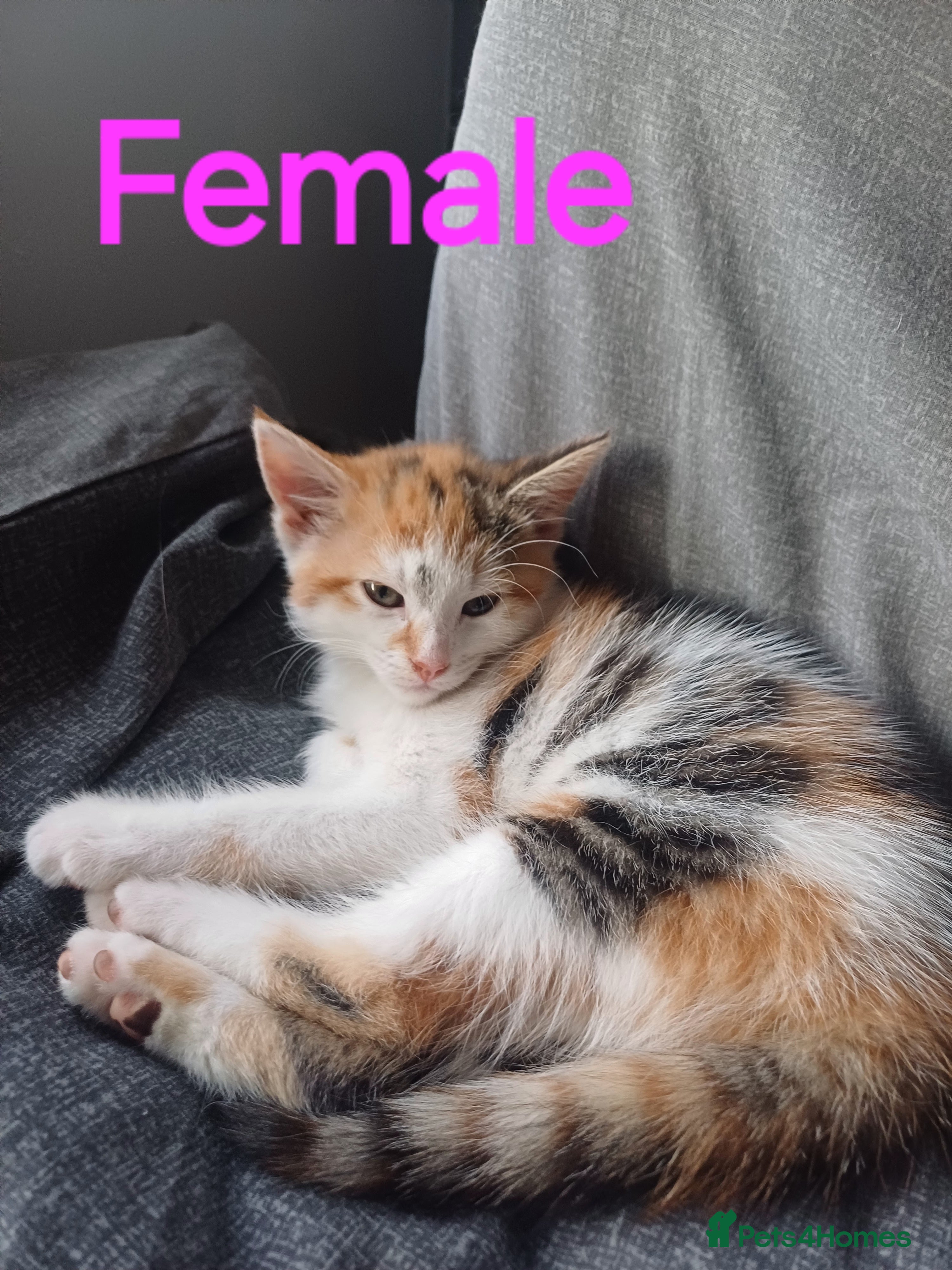 Mixed Breed cats 3 gorgeous playful kitties - Advert 7