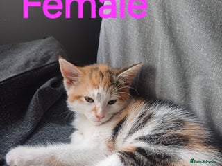 Mixed Breed cats 3 gorgeous playful kitties - Advert 1