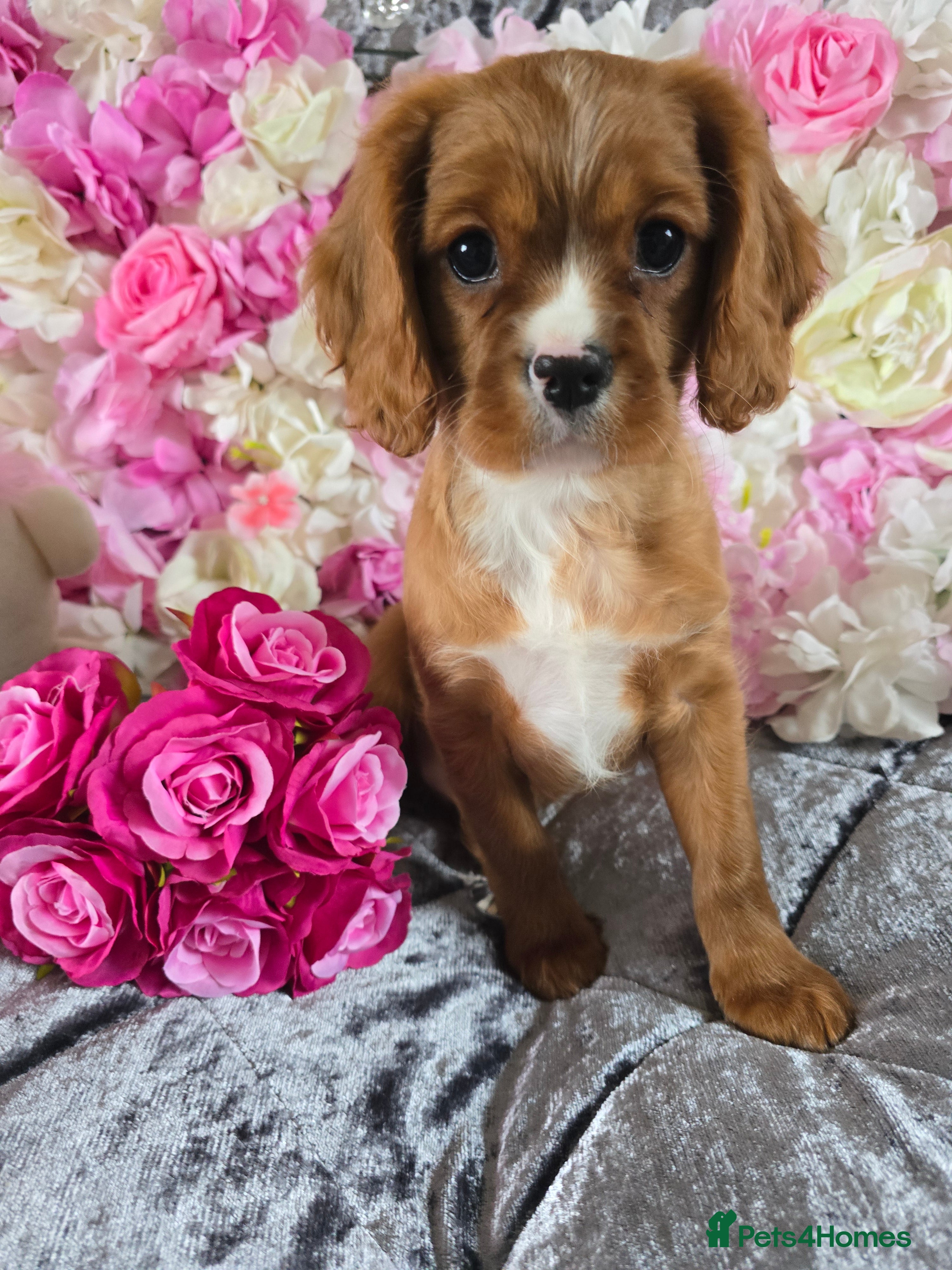 Cavalier King Charles Spaniel dogs Beautiful KC reg Cavalier King Charles Puppies  - Advert 5