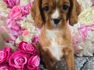 Cavalier King Charles Spaniel dogs Beautiful KC reg Cavalier King Charles Puppies - Advert 5