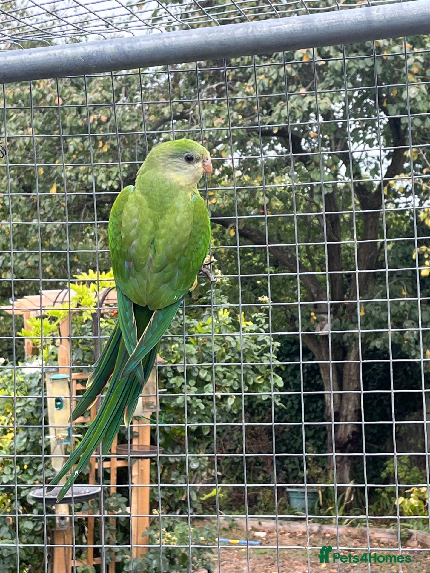 Parakeets birds Barrabands for sale - Advert 4