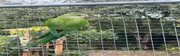 Parakeets birds for sale: Barrabands for sale - Advert 1