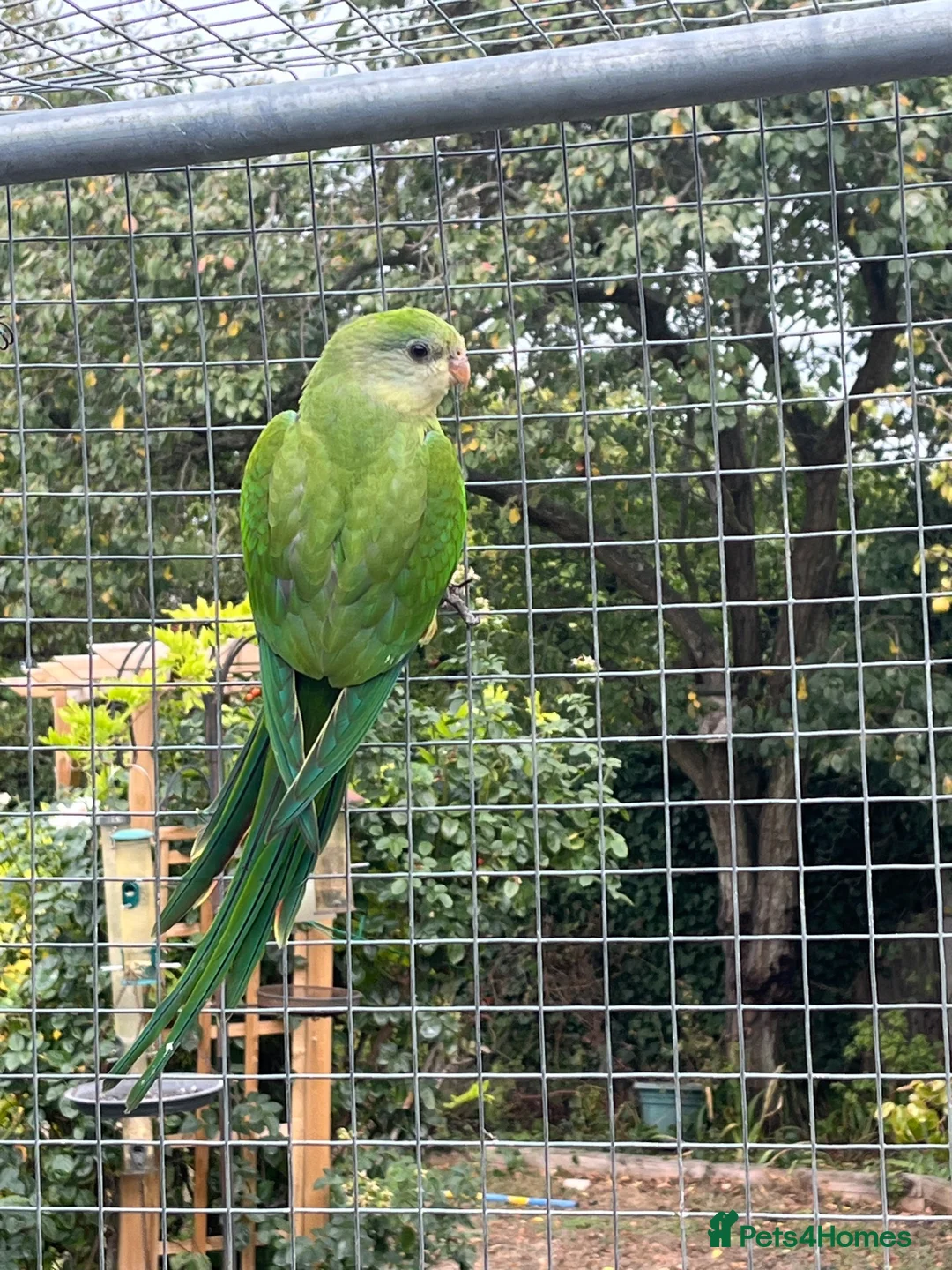 Parakeets birds for sale: Barrabands for sale - Advert 1