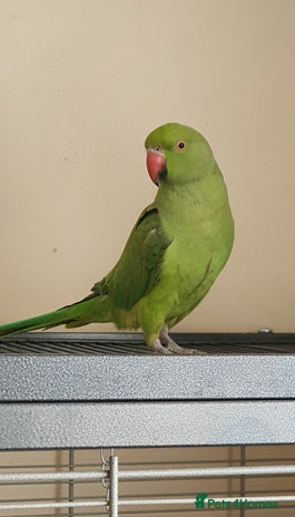 Parakeets birds - Advert 3