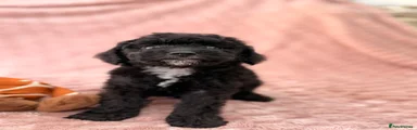 Milo 