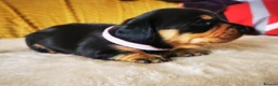 Miniature Dachshund dogs for sale: KC Stunning litter of girls 💗 - Advert 9