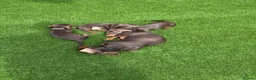 Dachshund dogs for sale: Miniature Dachshund Smooth Haired Dachshunds' - Advert 26
