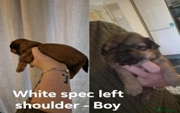 Shih Tzu dogs for sale: Shih Tzu  - Image 1