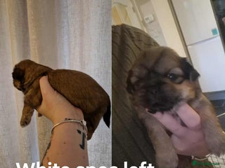 Shih Tzu dogs for sale - Advert 1