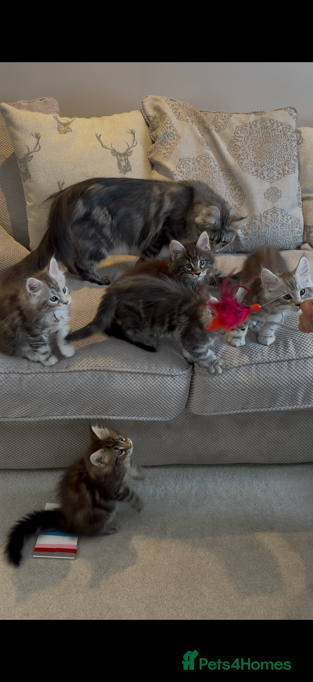 Maine Coon cats for sale: Outstanding pedigree kittens - Image 12