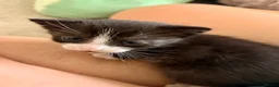 Mixed Breed cats for sale: 7 adorable kittens for sale  in Ashford - Advert 12