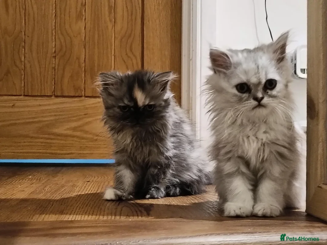Persian cats for sale: Beautiful Persian kittens - Advert 2