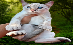 Savannah cats for sale: Superb polydactyl curled eared snow leopard  - Image 1