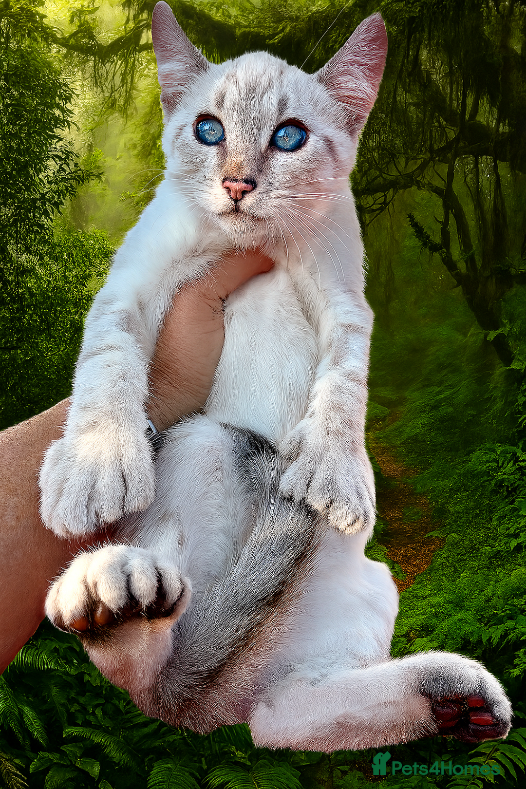 Savannah cats for sale: Superb polydactyl curled eared snow leopard  - Image 1