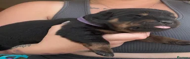 Rottweiler 6