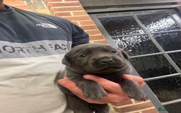Labrador Retriever dogs for sale: Charcoal boy & silver girl  - Image 7