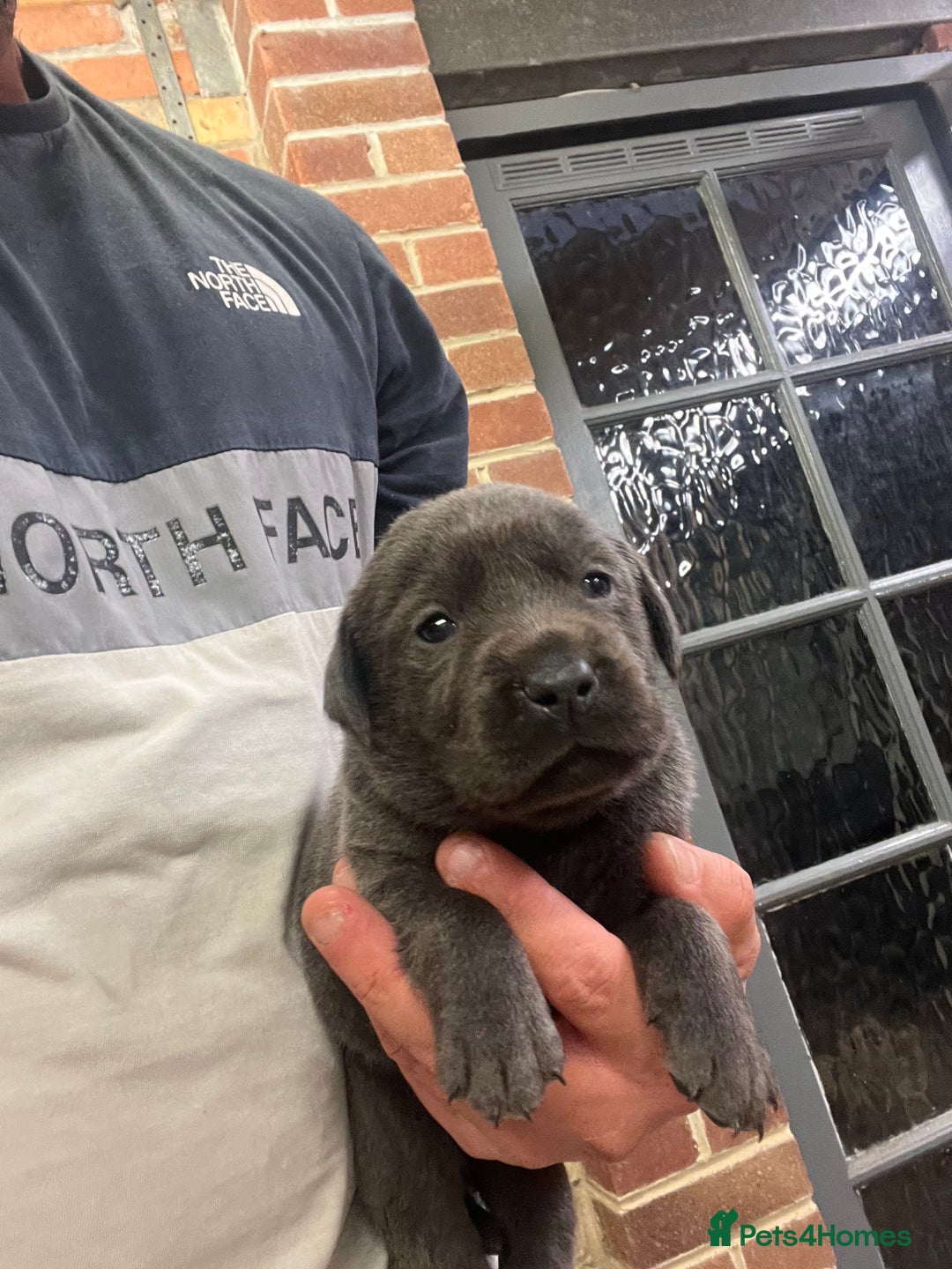 Labrador Retriever dogs for sale: Charcoal boy & silver girl  - Image 7