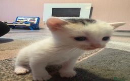 Mixed Breed cats for sale: Gorgeous kittens for sale  - Image 13