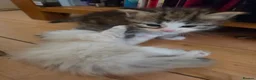 Siberian cats for sale: Pure gorgeous Siberian Kittens  - Advert 5