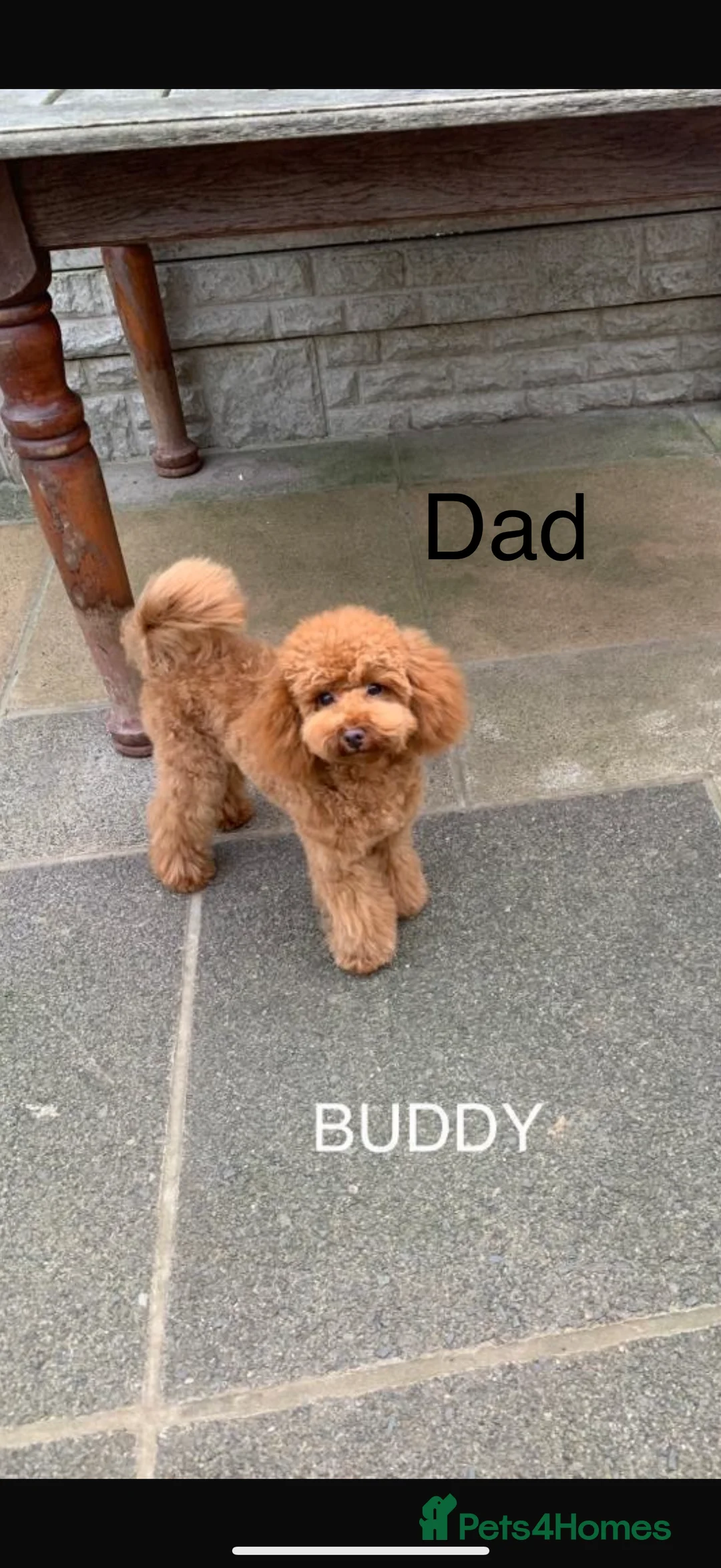 Cockapoo dogs for sale: F1 stunning cockerpoo puppies - Advert 30