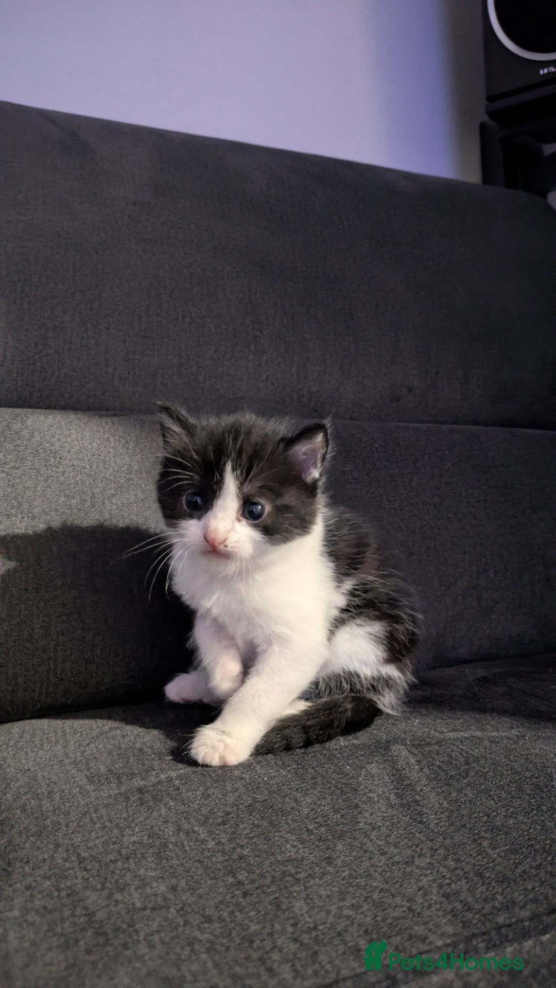 Domestic Shorthair cats for sale: Kittens - Advert 4