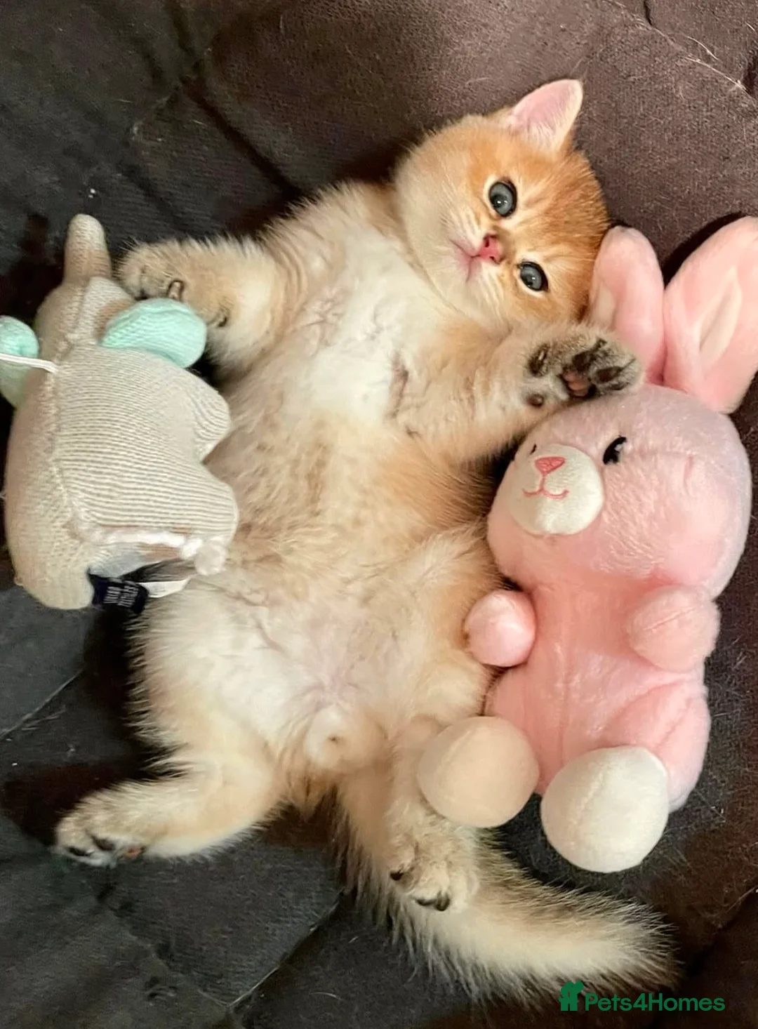 British Shorthair cats for sale: Beautiful golden shaded British shorthair kittens - Advert 2